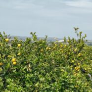 Fruit, switches and the BBC