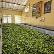 The Tea Plantations